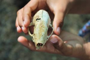children look at a skull found during outdoor classroom